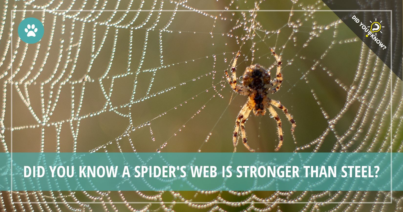 A Spider’s  is Stronger than Steel Did You Know?