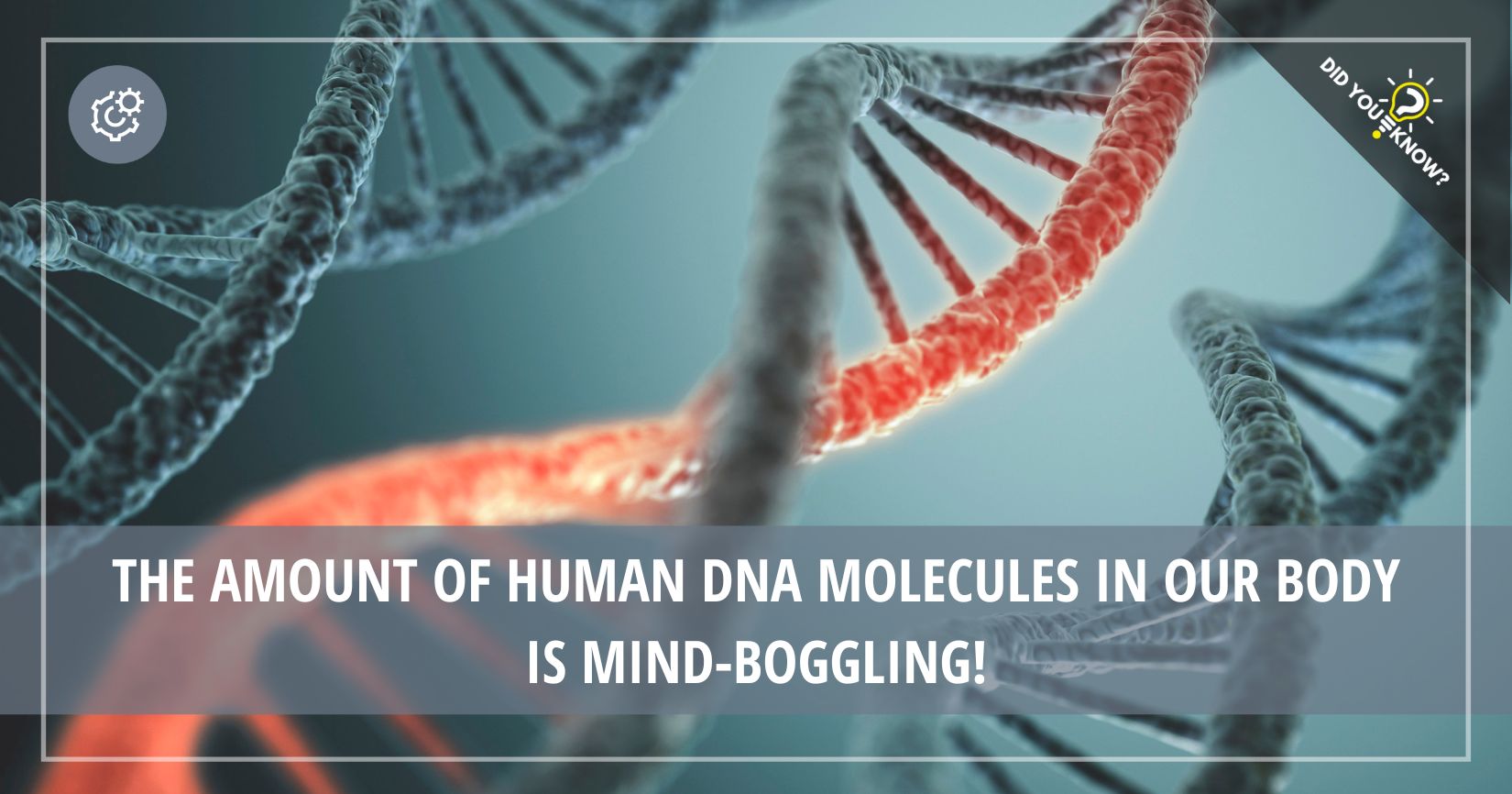 Human DNA Is Incredibly Long - Did You Know?