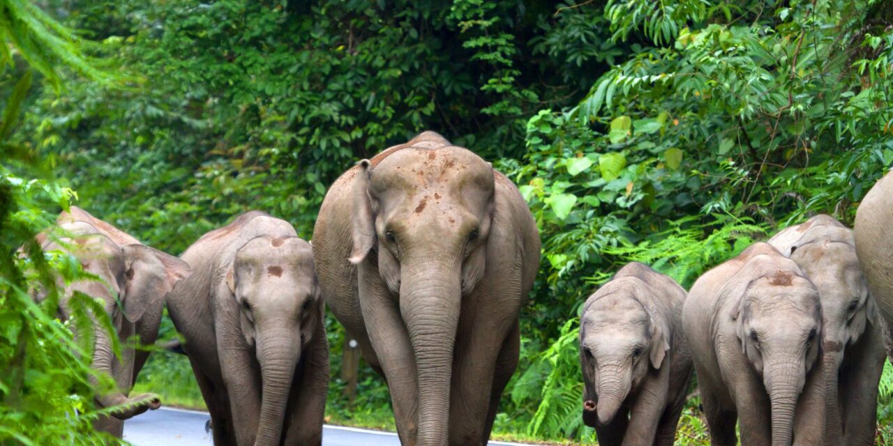 The Only Mammals on Earth That Cannot Jump