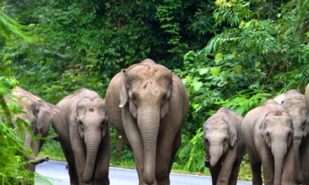 The Only Mammals on Earth That Cannot Jump