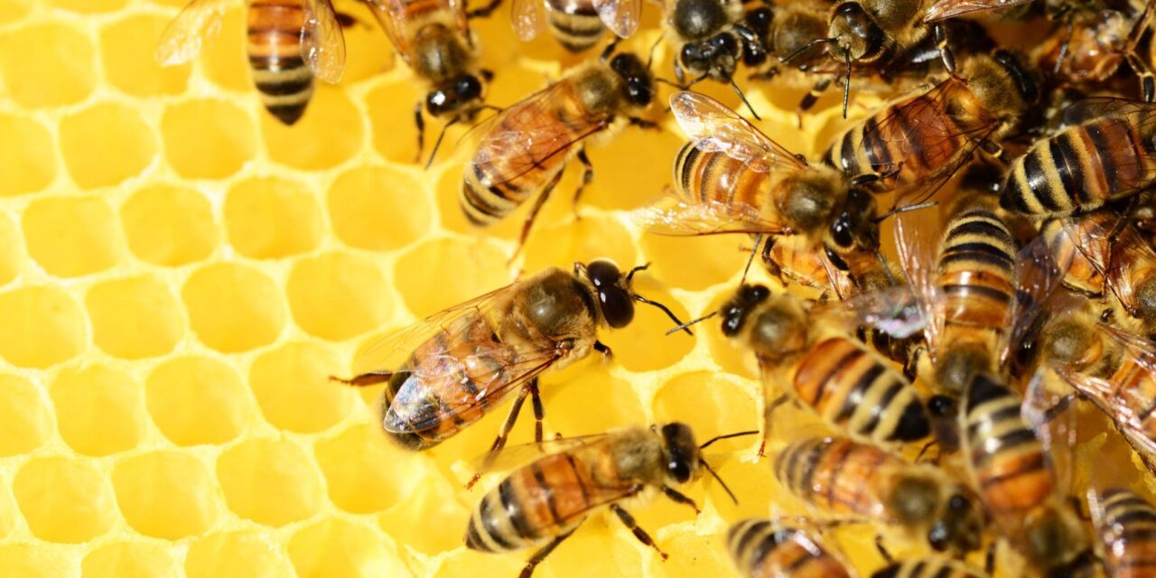 Most Bees Live in Ohio