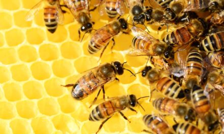 Most Bees Live in Ohio