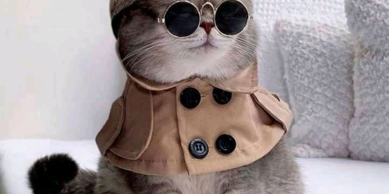 Cats as Secret Agents