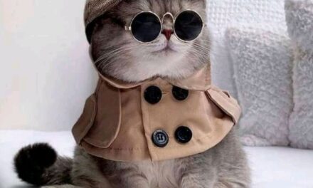 Cats as Secret Agents