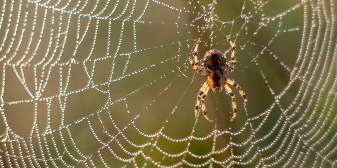 A Spider’s Web is Stronger than Steel