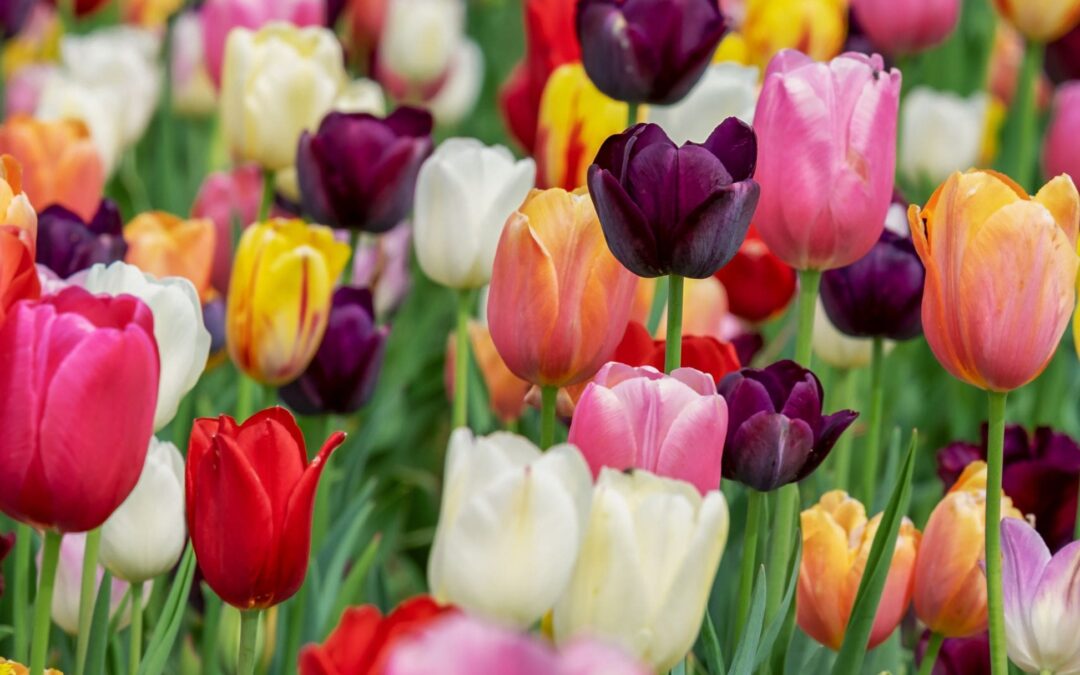 The Madness Called Tulipmania
