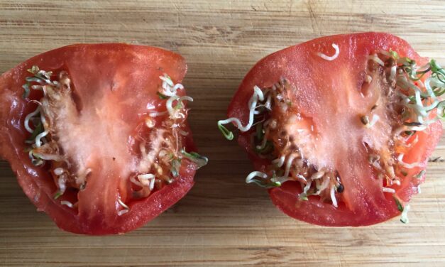 A Bizarre Plant Phenomenon Called Vivipary