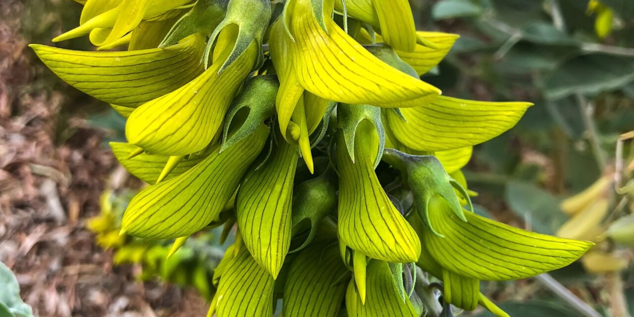Birdflower That Looks Like Hummingbirds