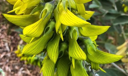 Birdflower That Looks Like Hummingbirds