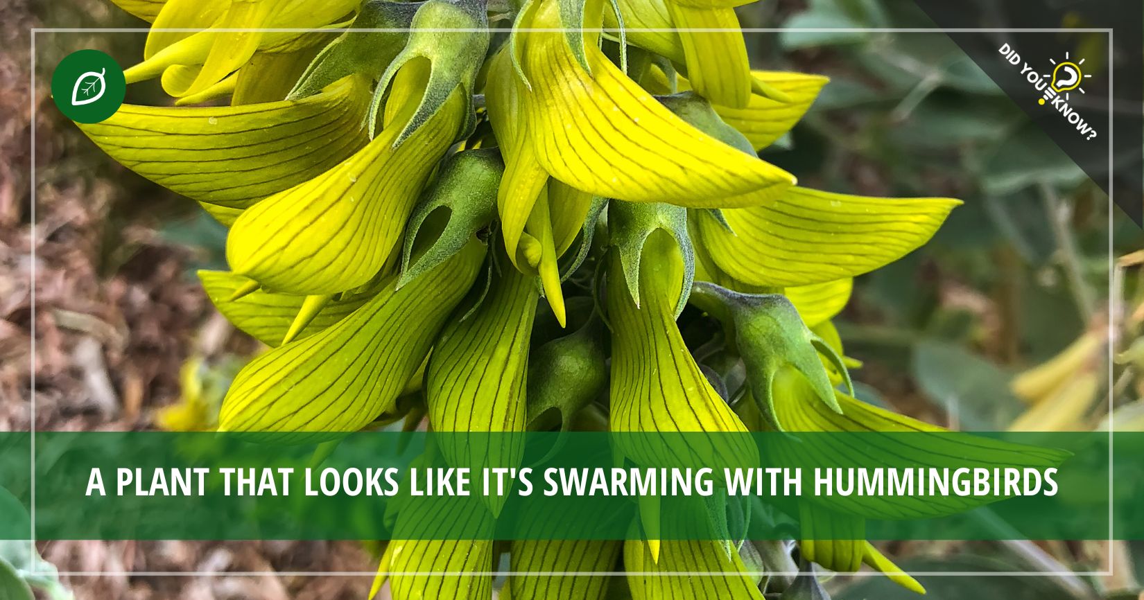 Birdflower That Looks Like Hummingbirds Did You Know?