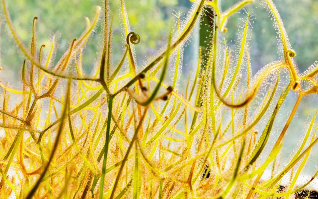 Carnivorous Plants in Pack Hunting