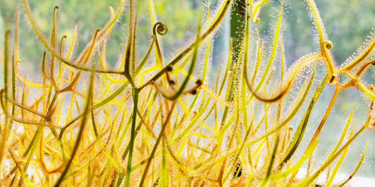 Carnivorous Plants in Pack Hunting