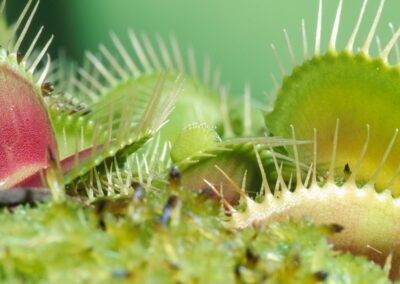 Carnivorous plants - Venus Flytrap