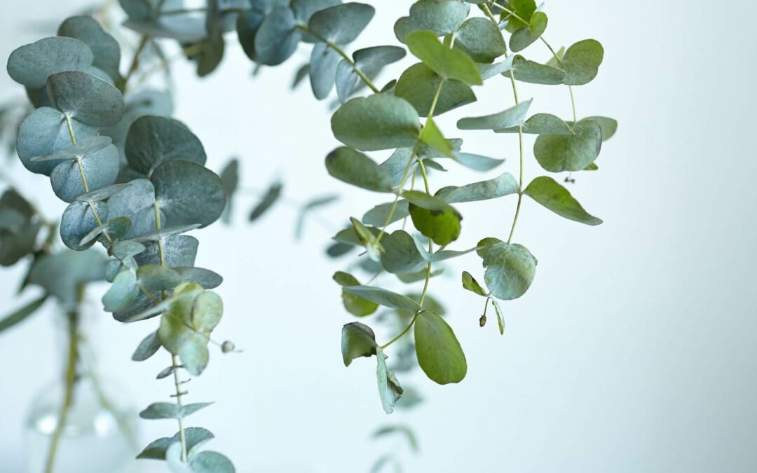 The Surprising Secret of Eucalyptus Trees
