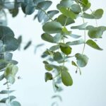 The Surprising Secret of Eucalyptus Trees
