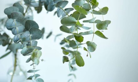 The Surprising Secret of Eucalyptus Trees