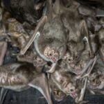 Vampire Bat Saliva Contains ‘Draculin’ That Prevents Clotting